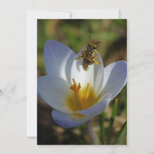 Eerste Tekens van de Lente