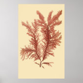 Eerste van vier samengeperste seaweed-reeks poster (Voorkant)