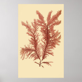 Eerste van vier samengeperste seaweed-reeks poster