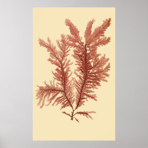 Eerste van vier samengeperste seaweed-reeks poster