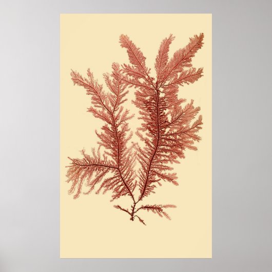 Eerste van vier samengeperste seaweed-reeks poster (Voorkant)