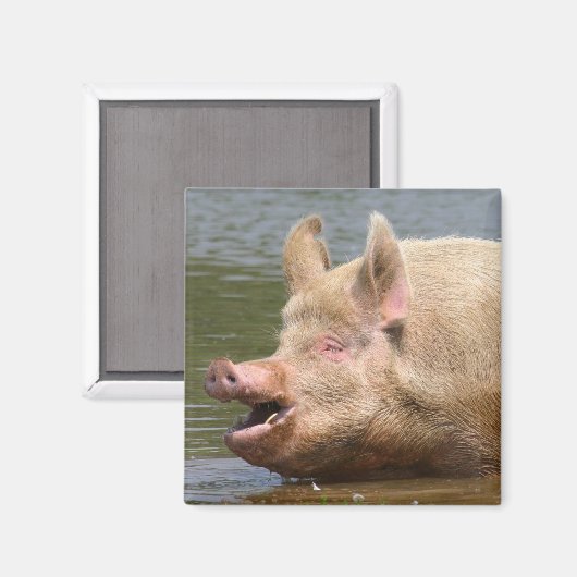 Eet dat niet!!! magneet (Voorkant / Achterkant)