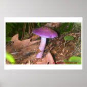 Eet de paddenstoel niet poster (Voorkant)
