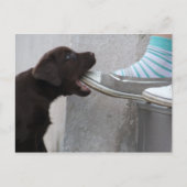Eet mijn hoefijzer! Labrador Puppy Briefkaart (Voorkant)