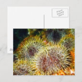 Eetbaar Zee Urchin Briefkaart (Voorkant / Achterkant)