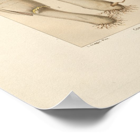  eetbare paddenstoel afdrukken poster (Hoek)