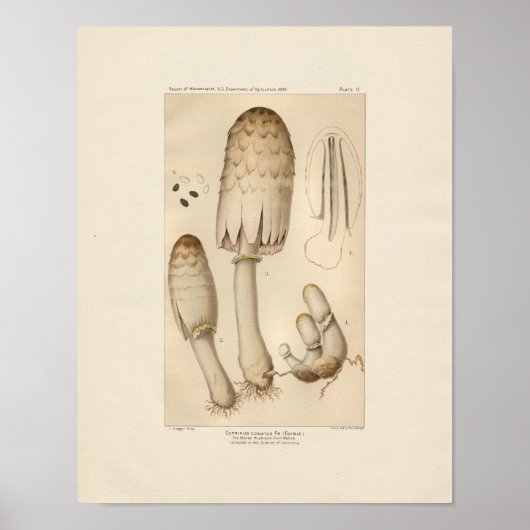  eetbare paddenstoel afdrukken poster (Voorkant)