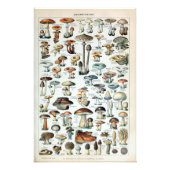  Eetbare paddenstoel Fotouitbreiding Foto Afdruk (Voorkant)