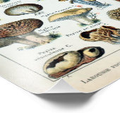  Eetbare paddenstoel Fotouitbreiding Foto Afdruk (Hoek)