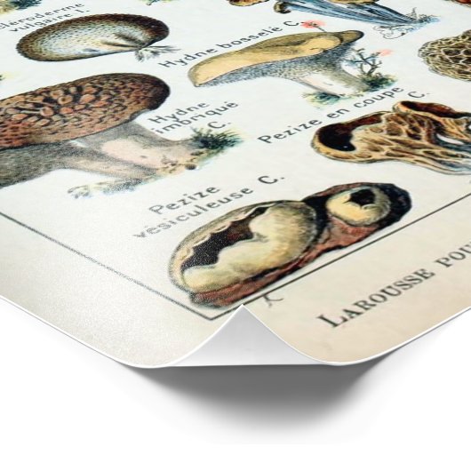  Eetbare paddenstoel Fotouitbreiding Foto Afdruk (Hoek)