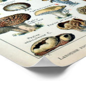 Eetbare paddenstoel Poster (Hoek)