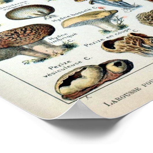  Eetbare paddenstoel Poster (Hoek)