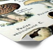  Eetbare paddenstoel Poster (Hoek)