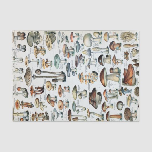 Eetbare paddenstoel Tissuepapier (Voorkant)