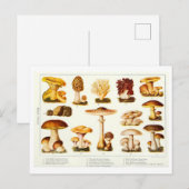  Eetbare Paddestoel Botanische Briefkaart (Voorkant / Achterkant)