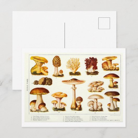  Eetbare Paddestoel Botanische Briefkaart (Voorkant / Achterkant)