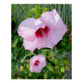 Eetbare reuzenhibiscus Flower Perfect Poster (Voorkant)