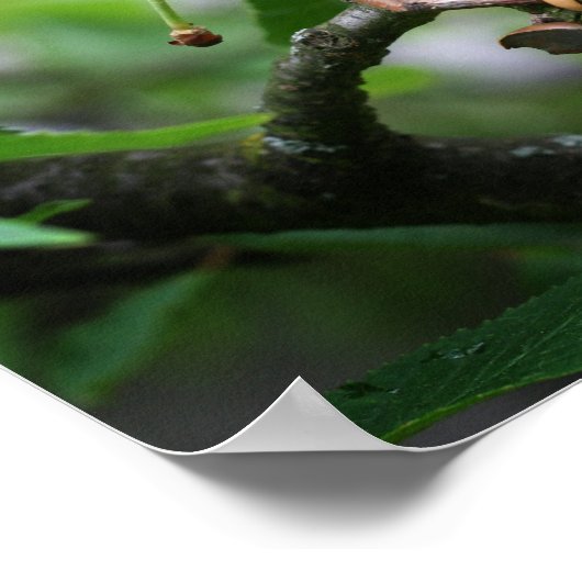 Eetkersen in de boomklep poster (Hoek)