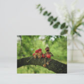 Eetkersen in de boomzomer briefkaart (Staand voorkant)