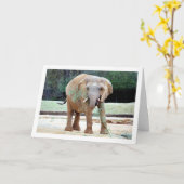 Eetvorming door olifanten kaart (Gele Bloem)