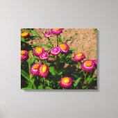 Eeuwigdurend in een bloementuin Canvasprint Canvas Afdruk (Voorkant)
