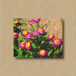 Eeuwigdurend in een bloementuin Canvasprint Canvas Afdruk