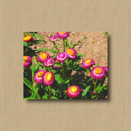 Eeuwigdurend in een bloementuin Canvasprint Canvas Afdruk