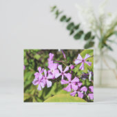 Eeuwigdurende Phlox # 1 Briefkaart (Staand voorkant)