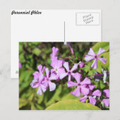 Eeuwigdurende Phlox # 1 Briefkaart (Voorkant / Achterkant)
