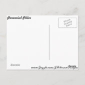 Eeuwigdurende Phlox # 1 Briefkaart (Achterkant)