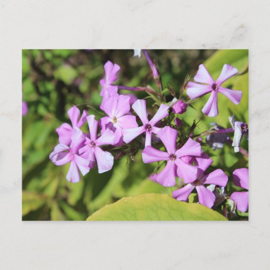 Eeuwigdurende Phlox # 1 Briefkaart (Voorkant)