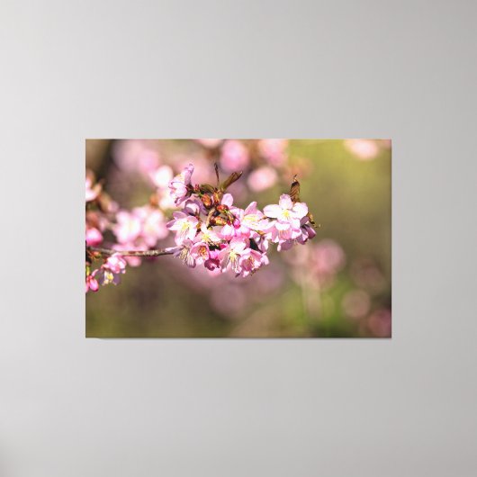 Eeuwige schoonheid van Sakura-kersenbloesems Canvas Afdruk (Voorkant)