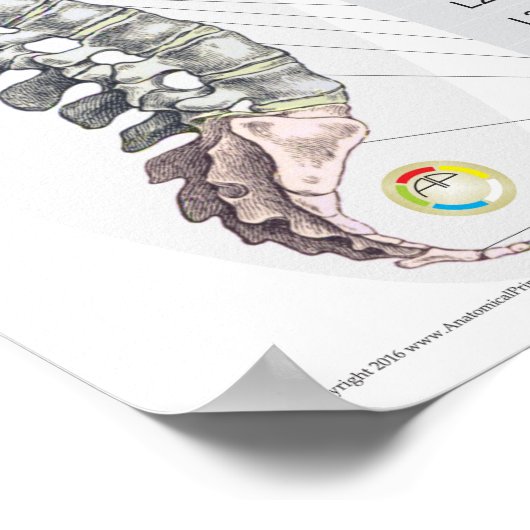 Effecten van ruggengraatsubluxe in het Frans Poster (Hoek)