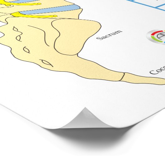 Effecten van Spinale Subluxatie Chiropractie Poste Poster (Hoek)