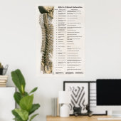 Effecten van Spinale subluxatie Poster Chiroprakti (Thuiskantoor)