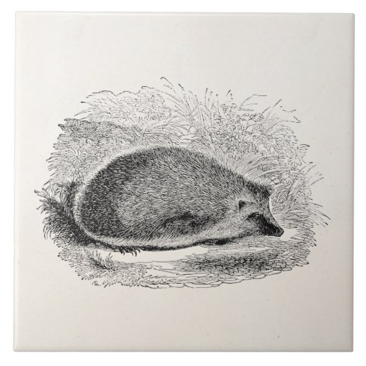 egel 1800s Egel Illustratie Tegeltje (Voorkant)