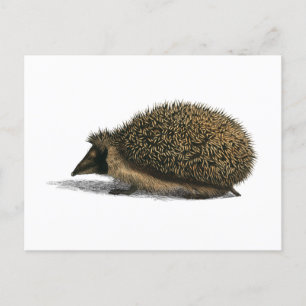 Egel Animal  Illustration Briefkaart