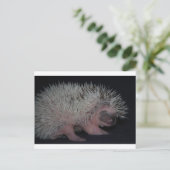 Egel-Baby Briefkaart (Staand voorkant)