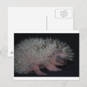 Egel-Baby Briefkaart (Voorkant / Achterkant)