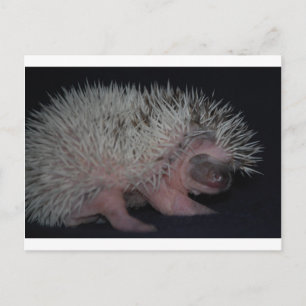 Egel-Baby Briefkaart