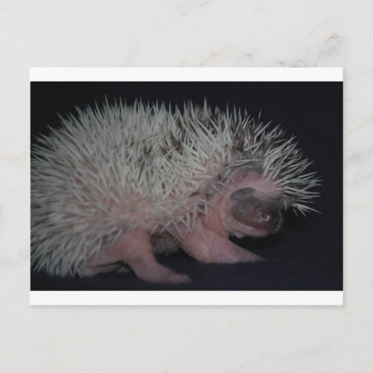 Egel-Baby Briefkaart (Voorkant)
