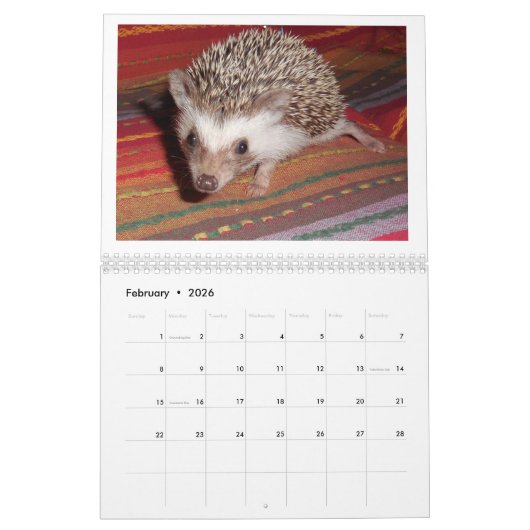 Egel-baby kalender 3 (Feb 2026)