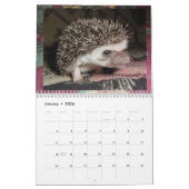 Egel-baby kalender 3 (Jan 2026)