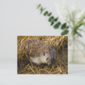 Egel Briefkaart (Staand voorkant)