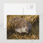 Egel Briefkaart (Voorkant / Achterkant)