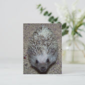 Egel Briefkaart (Staand voorkant)