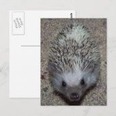 Egel Briefkaart (Voorkant / Achterkant)