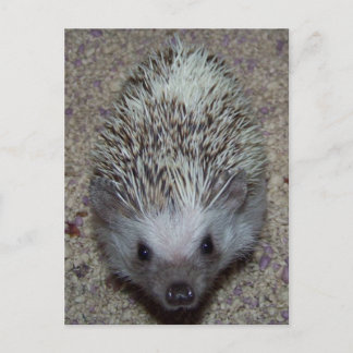 Egel Briefkaart