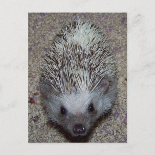 Egel Briefkaart (Voorkant)