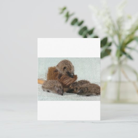 Egel Briefkaart (Staand voorkant)